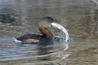 Pied-billed Grebe eating a large fish