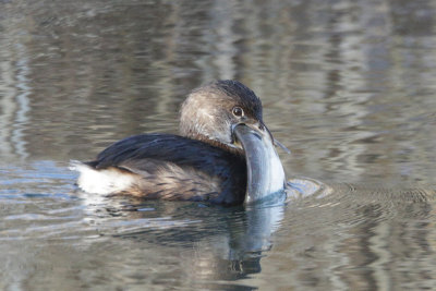 Pied-billed Grebe eating a large fish