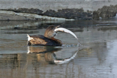Pied-billed Grebe eating a large fish