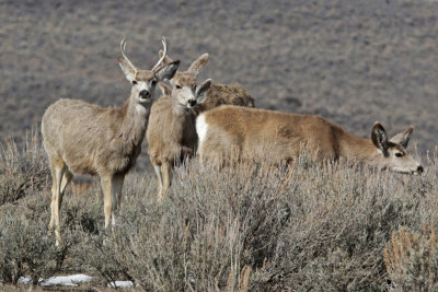 Mule Deer