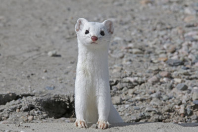 Long-tailed Weasel