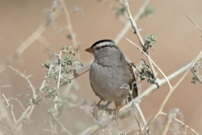 White-crowned Sparrow