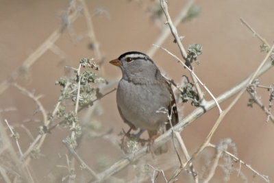 White-crowned Sparrow