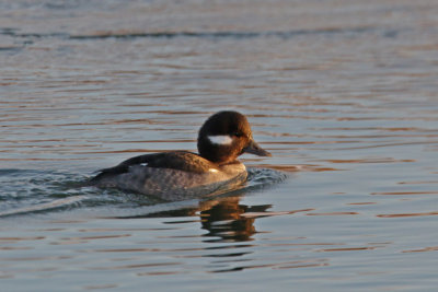 Bufflehead