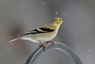 American Goldfinch