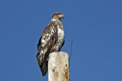 Young Bald Eagle