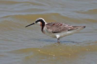 Wilson's Phalarope