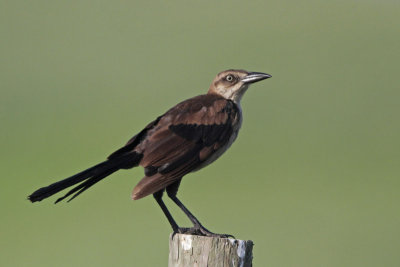 Great-tailed GRackle