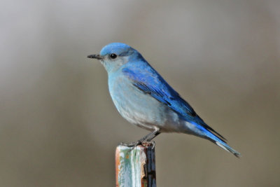 Mountain Bluebird