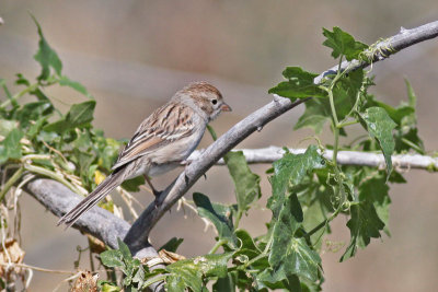 Brewer's Sparrow