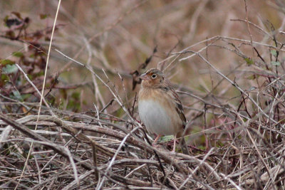 Grasshopper Sparrow