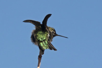 Anna's Hummingbird