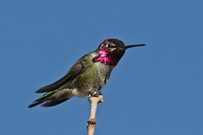 Anna's Hummingbird