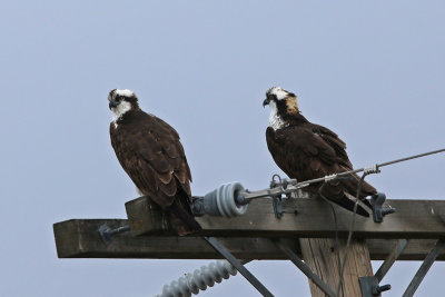 Osprey