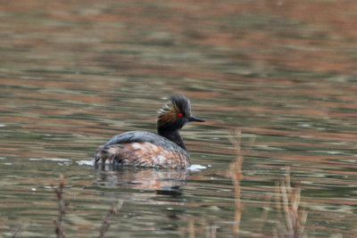 Eared Grebe