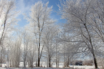 Hoar Frost