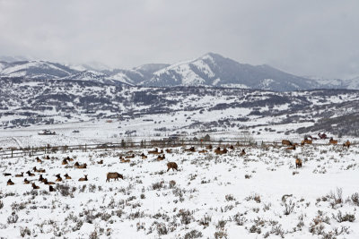 Elk Herd in Snow