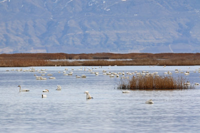 Tundra Swans on Bear River MBR