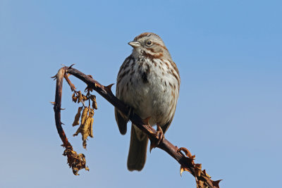 Song Sparrow (UT)