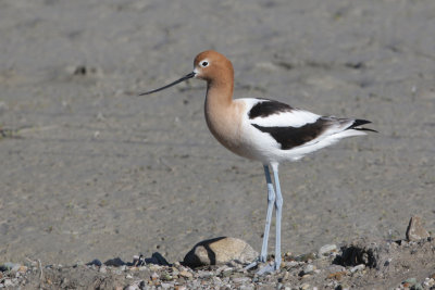 American Avocet