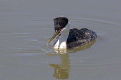 Western Grebe