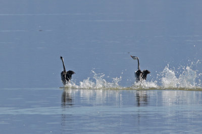Grebes in courtship display