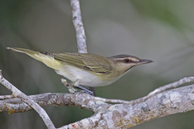 Black-whiskered Vireo