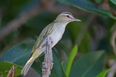 Black-whiskered Vireo