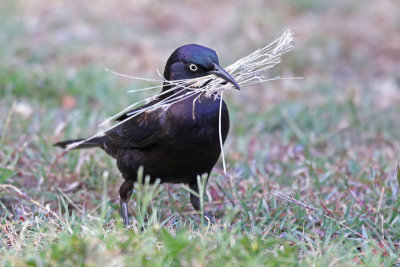 Common Grackle (Florida)