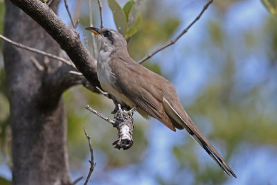 Mangrove Cuckoo