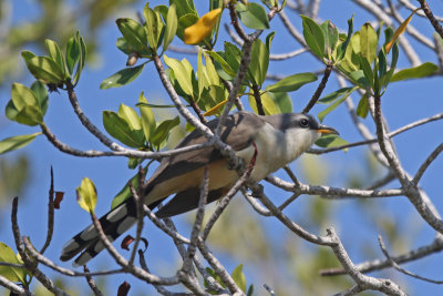 Mangrove Cuckoo