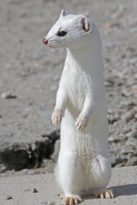 Long-tailed Weasel