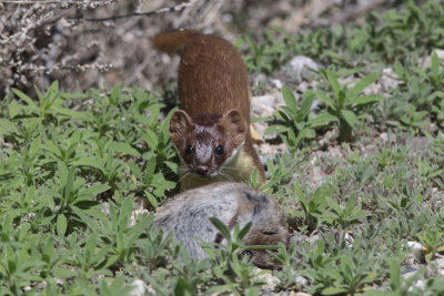 Long-tailed Weasel