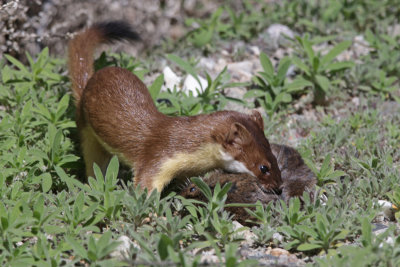 Long-tailed Weasel