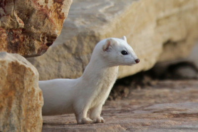 Long-tailed Weasel