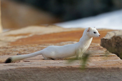 Long-tailed Weasel