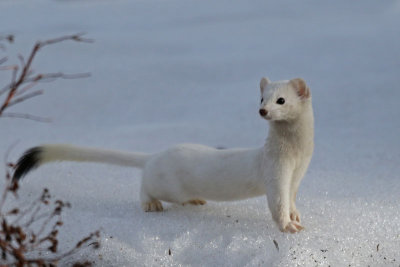 Long-tailed Weasel