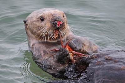 Sea Otter