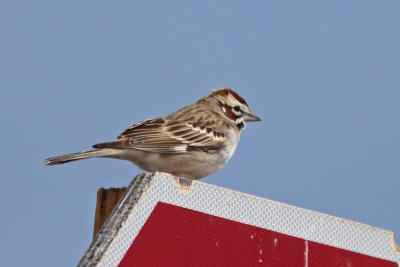 Lark Sparrow