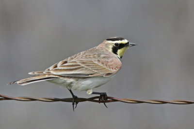 Horned Lark