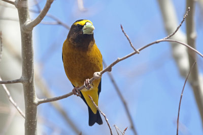 Evening Grosbeak