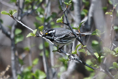 Black-throated Gray Warbler