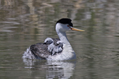 Clark's Grebe with three young