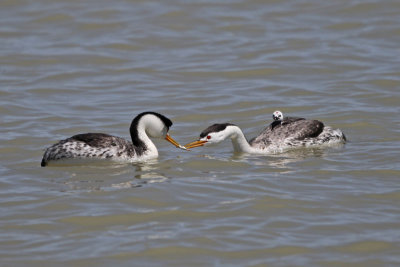 Clark's Grebes preparing to feed young