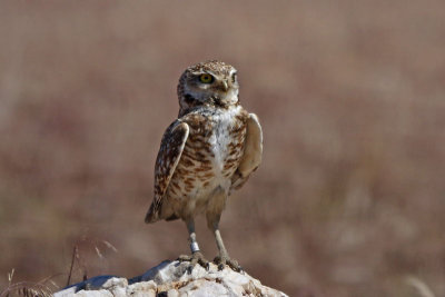 Burrowing Owl (Utah)