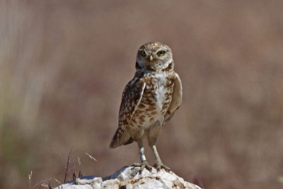 Burrowing Owl (Utah)