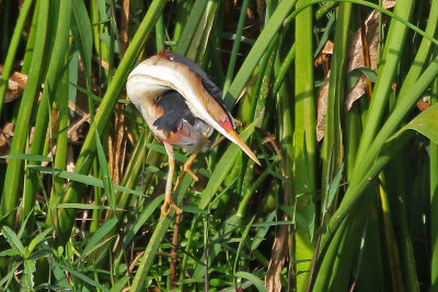 Least Bittern