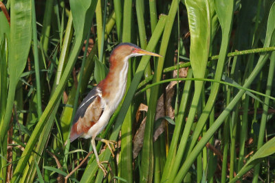 Least Bittern