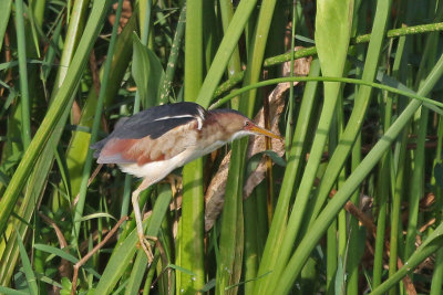 Least Bittern