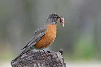 American Robin